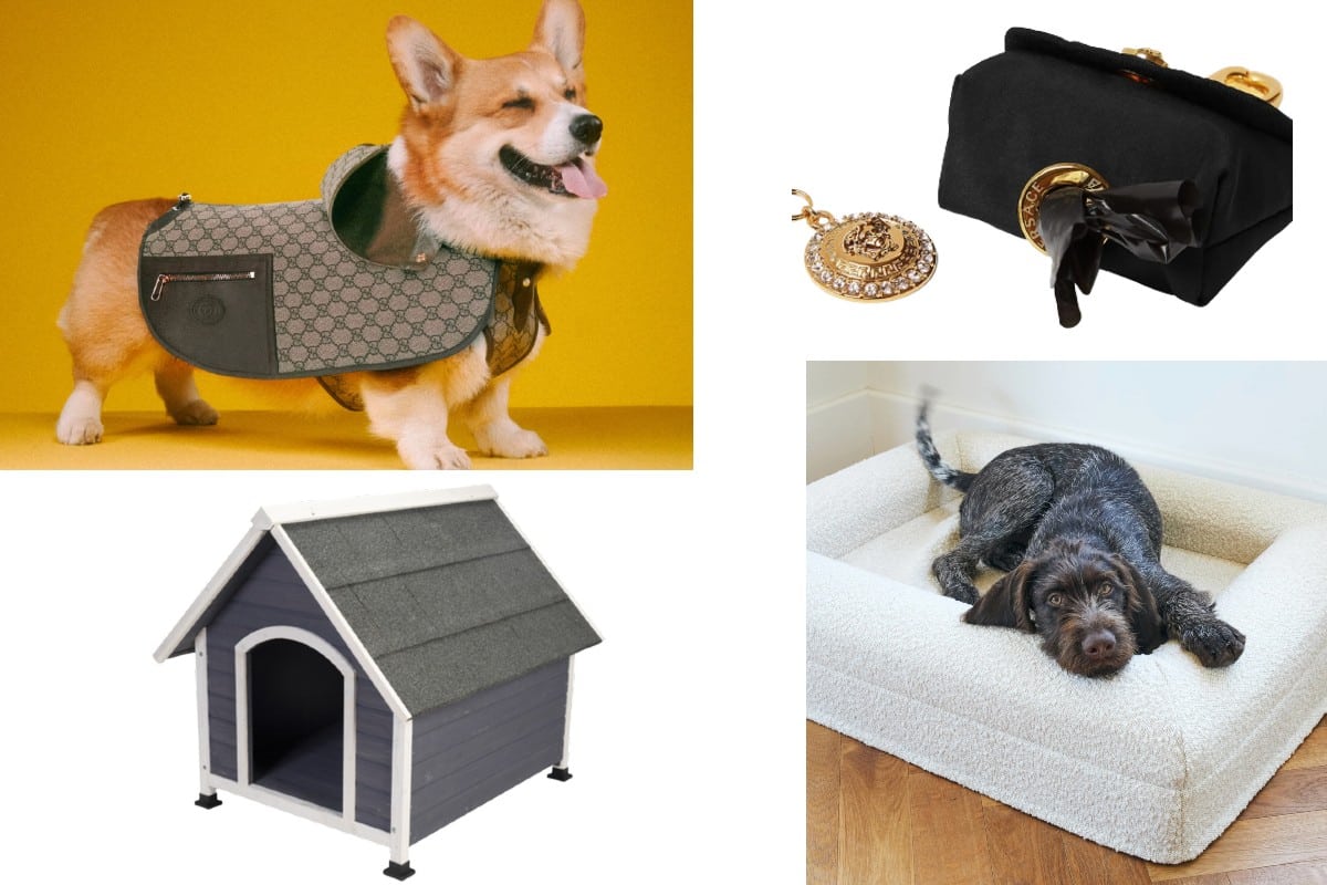 Where the best modern pet accessories